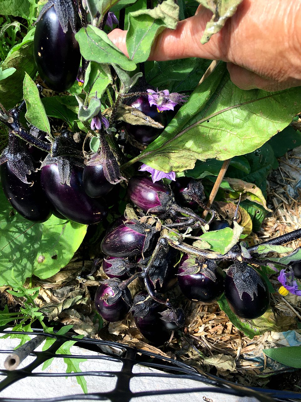 Dozens of eggplants