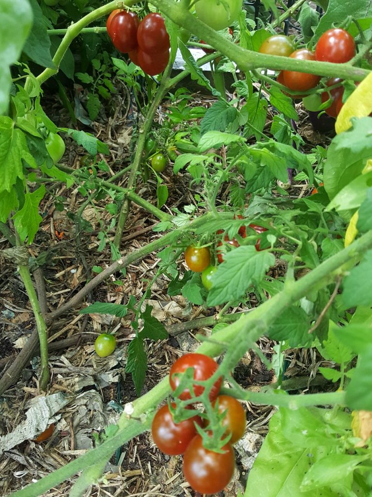 Masses of tomatoes!