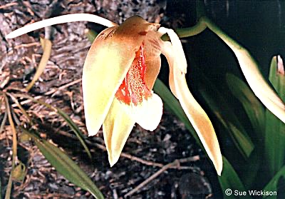 Sue Wickison's orchid