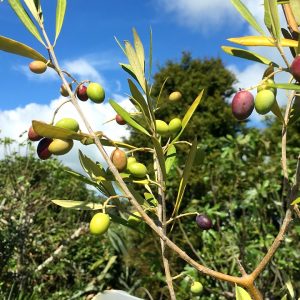 Olive tree