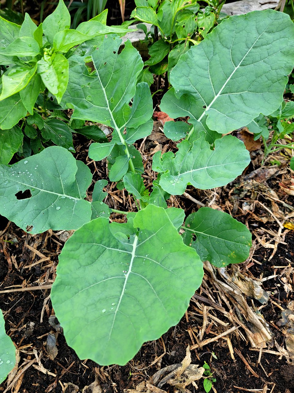 Tender-stemmed broccoli