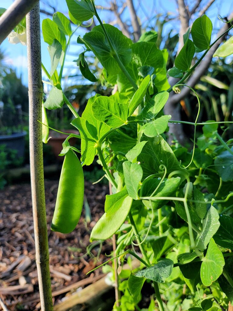 Snow peas