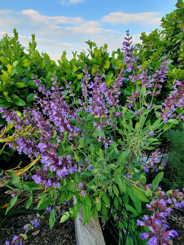 Sage in flower