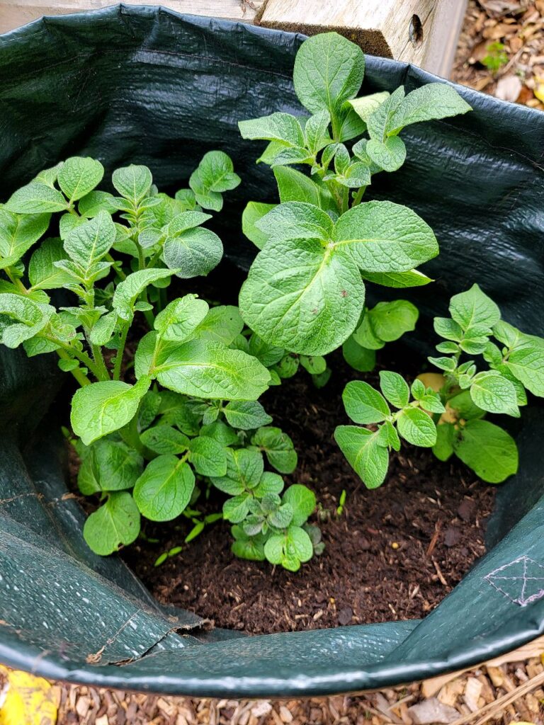 Potatoes in the bag